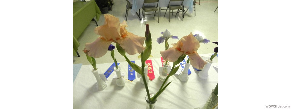 Flower Show Peach Parasol 1